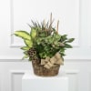 This mix of green plants in a basket with dried accents is