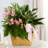 The Living Spirit Dishgarden is a wonderful display of our finest plants