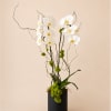 White orchids in a black cylindrical vase with curly branches