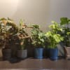 Five potted houseplants with varied green and pink foliage arranged in a row.