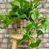 Potted pothos plant in a woven basket on a stool