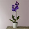 Purple orchid plant in a white pot on a table