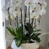 Five cascade white orchids in a ceramic pot.available in White/Pink/purple or mix.