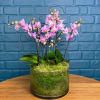 Choose your color palette- Three mini orchids arranged for a full, bouquet-style