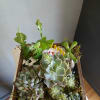 Succulent arrangement in a wooden tray with small decorative figures
