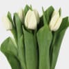 Bundle of white tulips with closed buds surrounded by broad green foliage