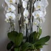 White orchids in a white bowl planter