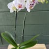 Potted orchid arrangement is a long-lasting living gift, it brings a light