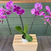 Potted orchid arrangement is a long-lasting living gift, it brings a light