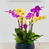 Arrangement of 6 colorful orchid plants decorated with drift wood in a