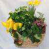 A basket of green and blooming plants such as polka dot splash