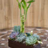 Succulent arrangement with bamboo stalks in a rectangular wooden planter