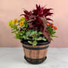 Potted mixed plant arrangement with yellow and orange blooms