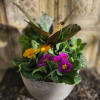 Potted primrose plant with purple and yellow flowers in a gray planter