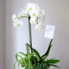 Waterfall orchid planted into a ceramic vase with cute succulent and plants.