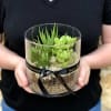 Bright, modern and fuss-free, this 6" succulent terrarium makes a calm, contemporary