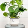 Potted green houseplant in a white ceramic pot