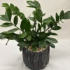 A compact indoor plant arrangement that brings a quiet, green presence to