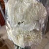 pack of 10 stems of white carnations