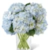 Blue hydrangea bouquet in a clear glass vase