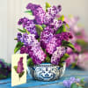 Purple lilac bouquet in a blue-and-white ceramic bowl