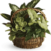 Mixed green plants, including a croton plant, dieffenbachia plant and pink nepthytis