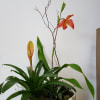 Potted tropical plant with an orange orchid-like bloom in a white ceramic rectangular container