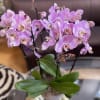 Pink orchids in a white pot with broad green leaves