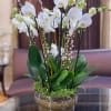 White orchids arranged in a low metallic bowl with moss