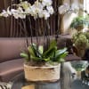 White orchid arrangement in a decorative ceramic planter