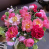Bouquet of pink peonies and pale pink blooms with green filler