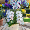 Potted orchids in white, blue, and purple with butterfly accents