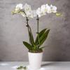 White orchid plant in a white pot