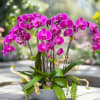 Magenta orchid arrangement in a gray bowl planter