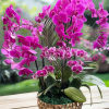 Pink orchids arranged in a gold textured bowl planter