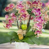 Pink and cream orchids arranged in a white pot with a small honey jar