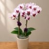 Potted pink orchids in a beige ceramic pot