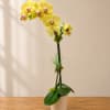 Yellow orchid arrangement in a beige pot