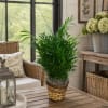 Potted green plant in a woven basket on a wooden table