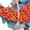 Large basket of orange daisies. There are 100 daisies in the basket