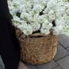 basket of fluffy and fragrant white matthiola