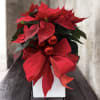 This beautiful holiday plant features vibrant red and green leaves, complemented by