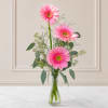 Classic gorgeous pink Dutch gerbera daisies complimented with Greenery and light filler.