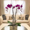 Purple orchids in a white pot with a striped ribbon on a coffee table