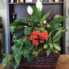 Basket arrangement with white peace lilies, red flowers, and lush green plants