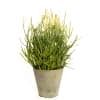 Potted green succulent-like plant in a tapered metal container