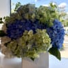 Blue and green hydrangea arrangement in a white square vase