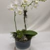 White orchid plant in a blue pot with a matching saucer
