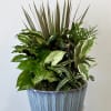 Mixed potted plant arrangement in a blue ceramic planter