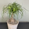 Potted ponytail palm in a woven basket planter